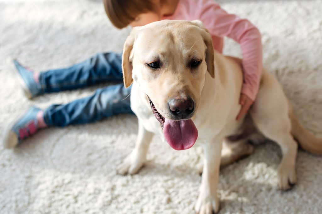 happy dog on carpet